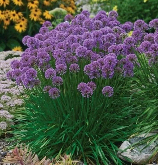 Allium Bare Roots Starter Plants - Millennium Allium, Fragrant Flowers, Drought Tolerant, Attracts Bees & Butterflies
