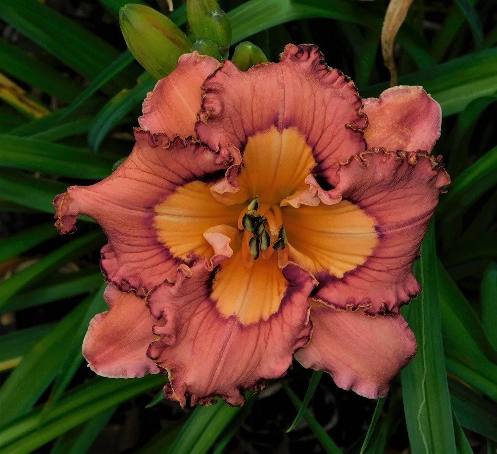 Daylily Plant - 3 Fan Division - Brouhaha - Hemerocallis 'Brouhaha' - Light Maroon with Dark Eye, Reblooms, Bareroot