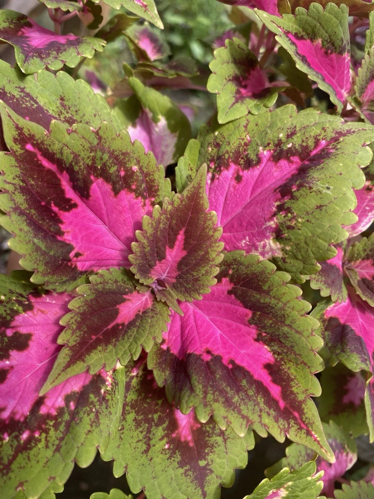 Rooted Perrila Coleus Live Plant Set of 2 in 2 Inch Pot - Ideal for Outdoor Gardens (Plectranthus amboinicus)