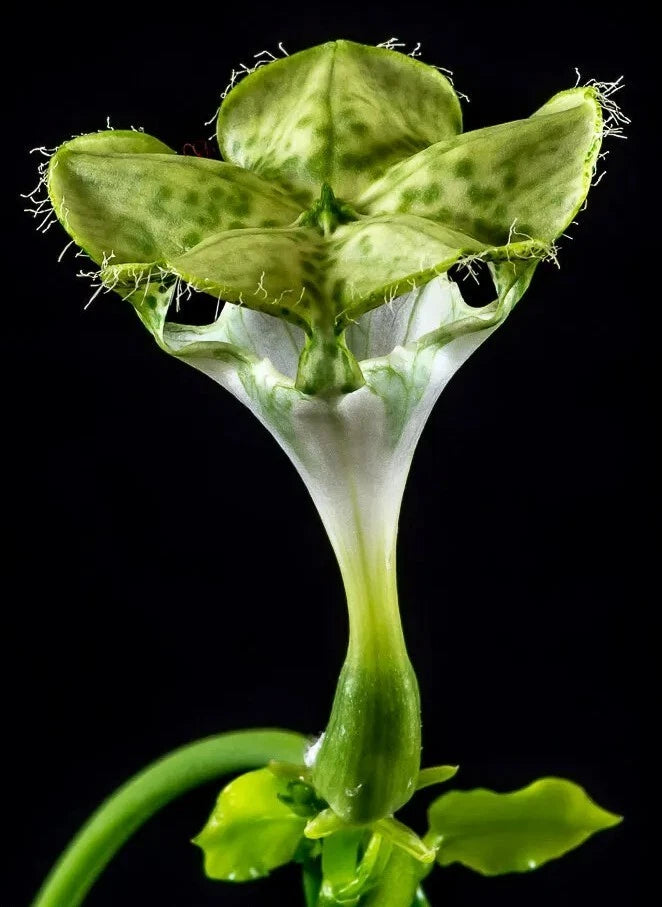 Ceropegia Sandersonii Parachute Plant in 3.5" Pot - Unique Trailing Succulent - Exotic Indoor/Outdoor Decor