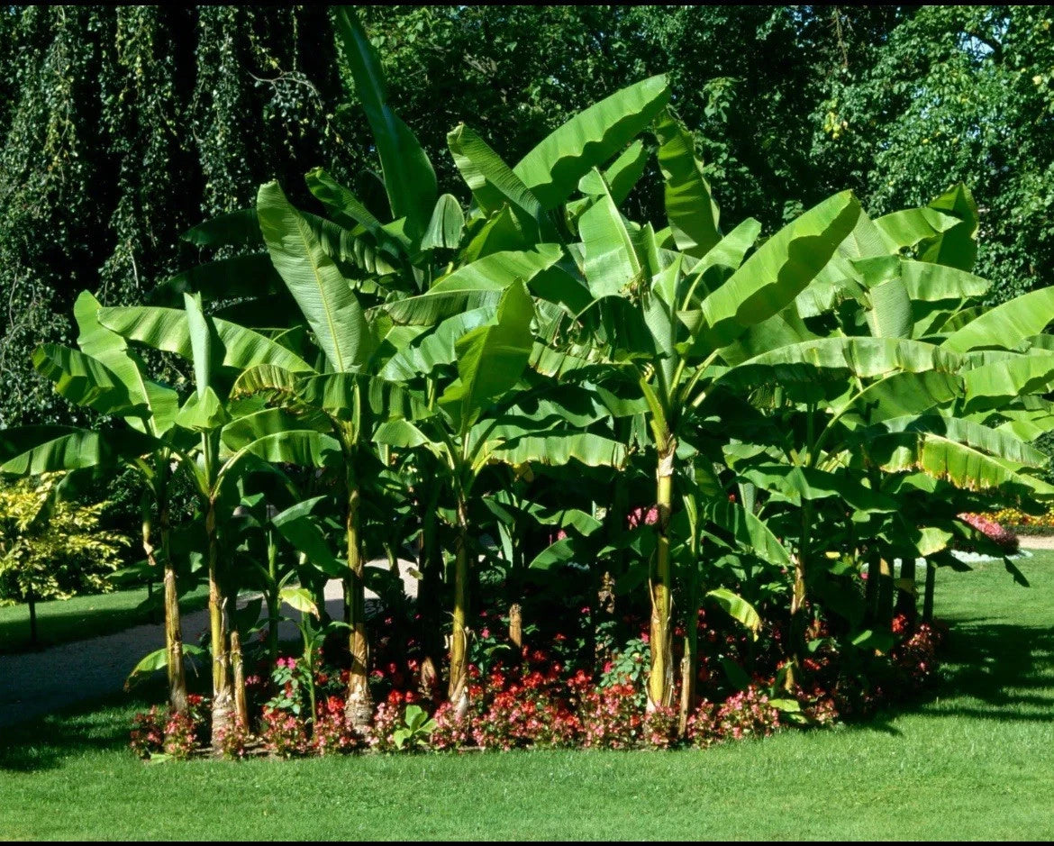 Cold Hardy Banana Tree Plant - BASJOO Variety - Live Rooted Musa for Outdoor Gardening - Ideal for Various Climates