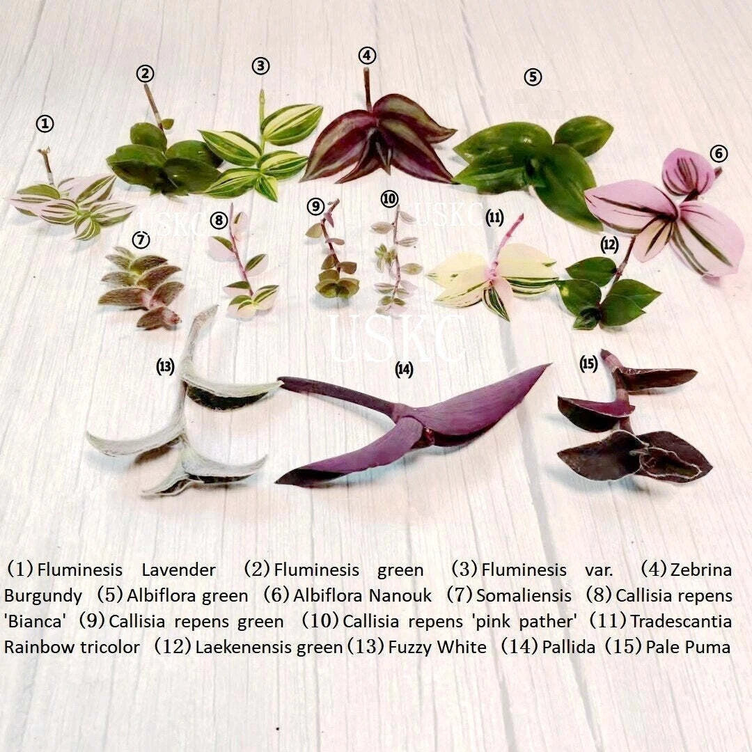 Rooted Cuttings in 2" Pot - Wandering Jew Zebrina Burgundy - Tradescantia/Callisia Plant, Perfect for Propagation & Home Decor