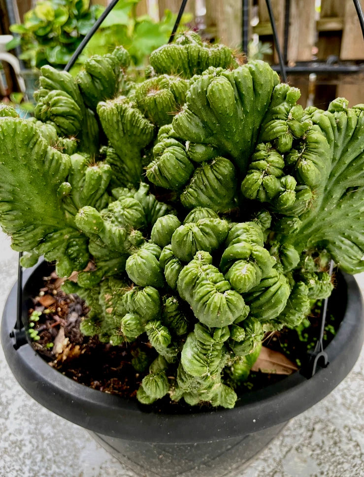 Cereus Peruvianus Repandus Monstrose Plant - Special Rooted Cactus - Unique Features, No Pot Included
