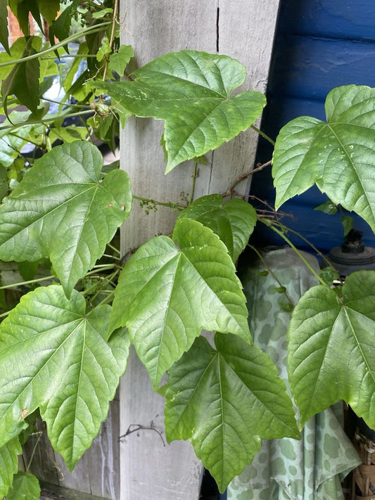 Boston Ivy Cuttings - Pack of 3 - Fast-Growing Green Climbing Vine - Parthenocissus tricuspidata