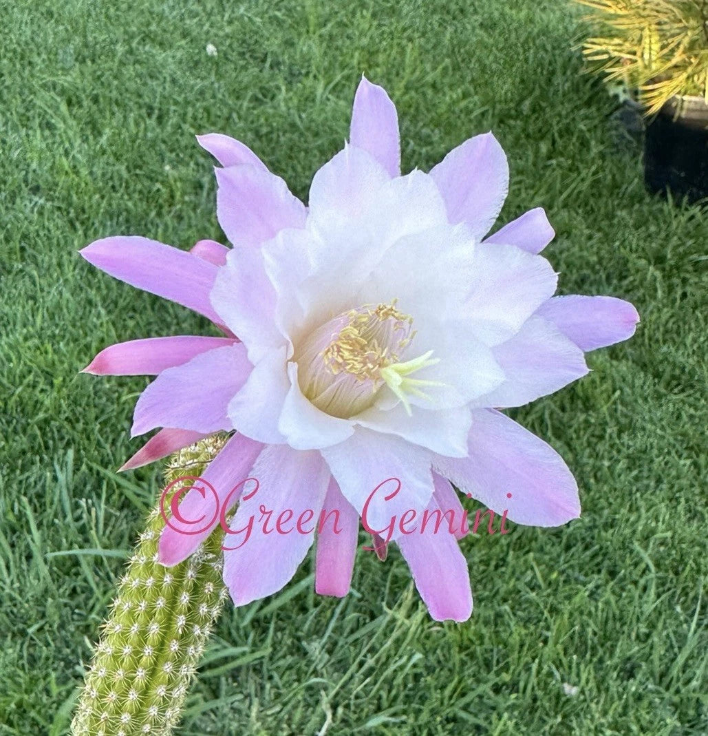 Hildewintera PINK TRAISEN Cactus Succulent Plant - Rooted European Hybrid (Dr. Irmfried Buchmann) - Unique Indoor Decor