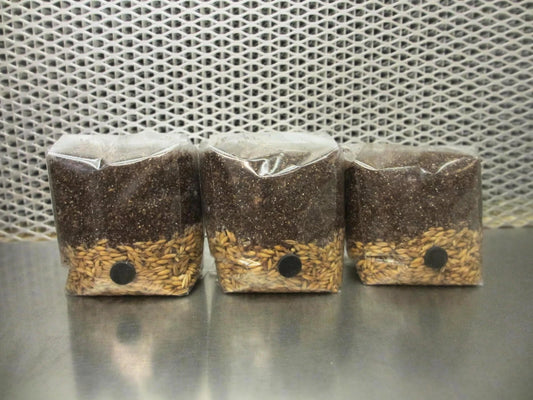 All In One Mushroom Micro-Grow Bags 3 x 1.25 lbs Dung Lovers Substrate for Home Cultivation Agaricus bisporus