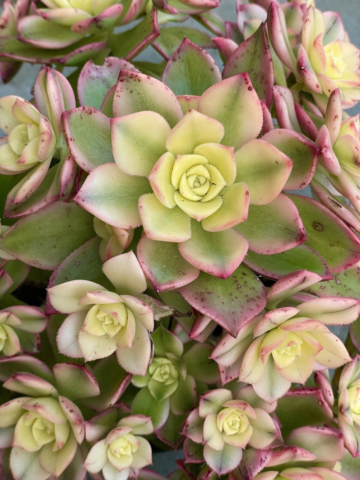 Aeonium Kiwi Cutting 2" Variegated Succulent Rare Live Plant Unrooted Aeonium 'Kiwi' Easy Care