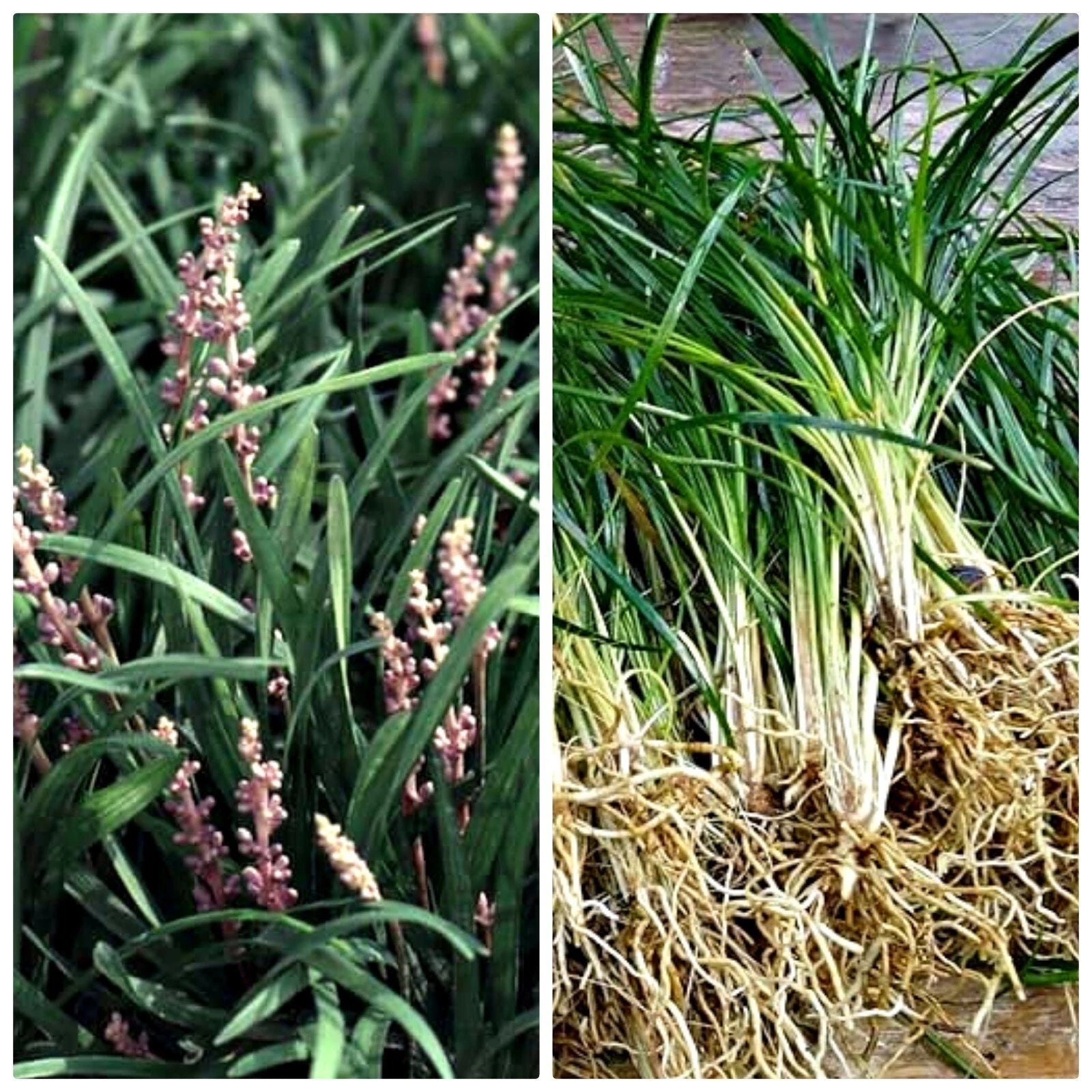 Mondo Grass Bare Root Plants - 20+ Ophiopogon japonicus - Perennial Ground Cover with Dark Evergreen Leaves and Flowers