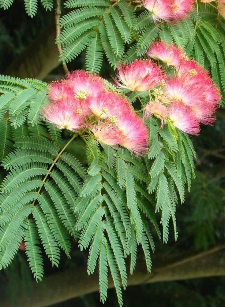 Silk Mimosa Tree Seedlings 3-6" Pink Flowers Albizia Live Plants - Fragrant Starter Plants for Garden