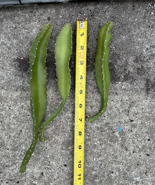 Yellow Dragonfruit Cuttings - 3 Pack - Minimum 6” - Hylocereus megalanthus