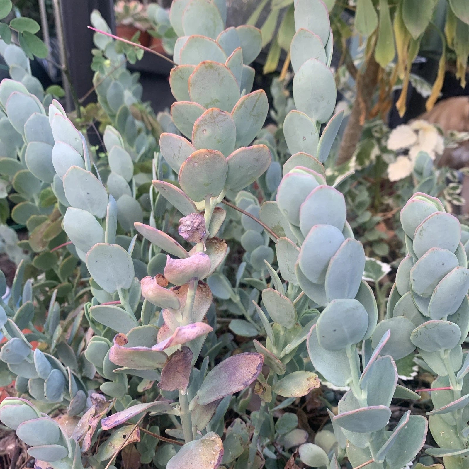 Kalanchoe Cuttings 3 Pieces - Marnieriana Succulent with Blue-Green Leaves - Ready to Plant - Ideal for Cacti Soil