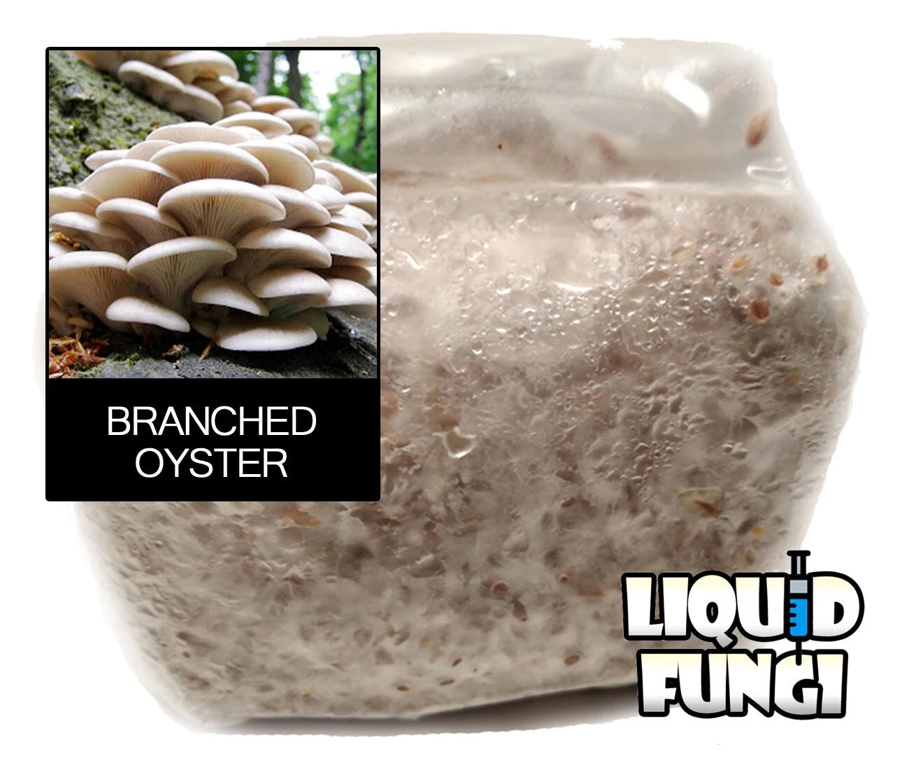 Branched Oyster Mushroom Grain Spawn - 1 lb Organic Rye Berries - 100% Contamination-Free - Ideal for Home & Commercial Cultivation