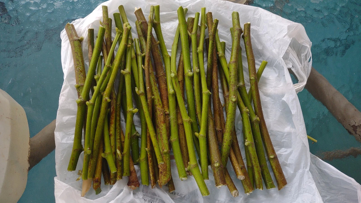 Hardy Chicago Fig Tree Cuttings - 6 Organic Branches (Ficus carica) - 4 to 6 Inches for Fast Growth & Sweet Figs