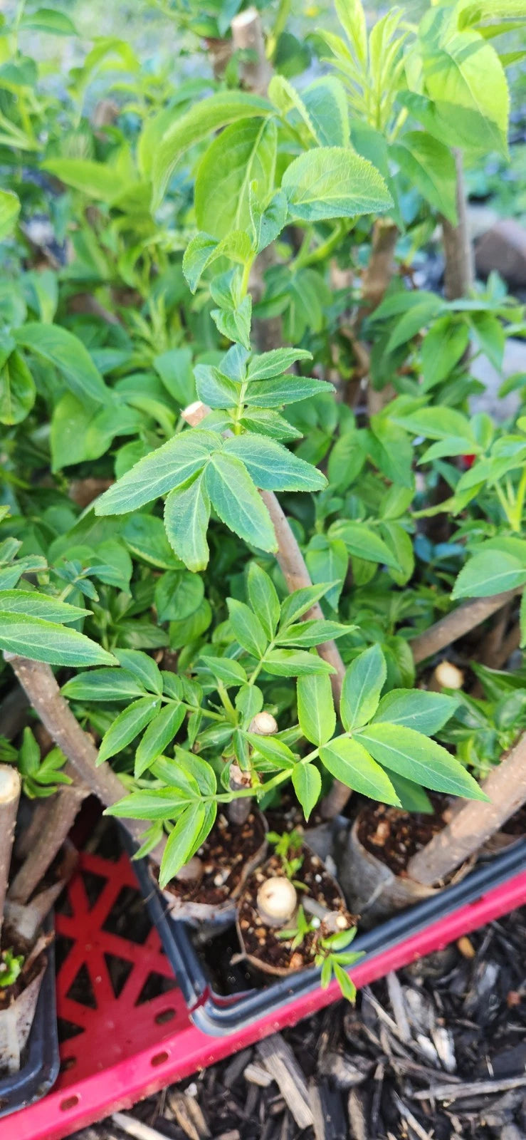 Rooted Black Elderberry Plants - Sambucus Nigra - Set of 3 Live Cuttings - Organic, Hardy Shrubs for Garden & Landscape