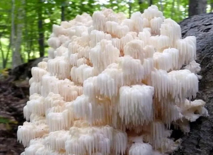 Lion's Mane Mushroom Spawn 1/2oz Live Mycelium Organic (Hericium erinaceus) Fast Growing, Tastes Like Lobster, USA Grown