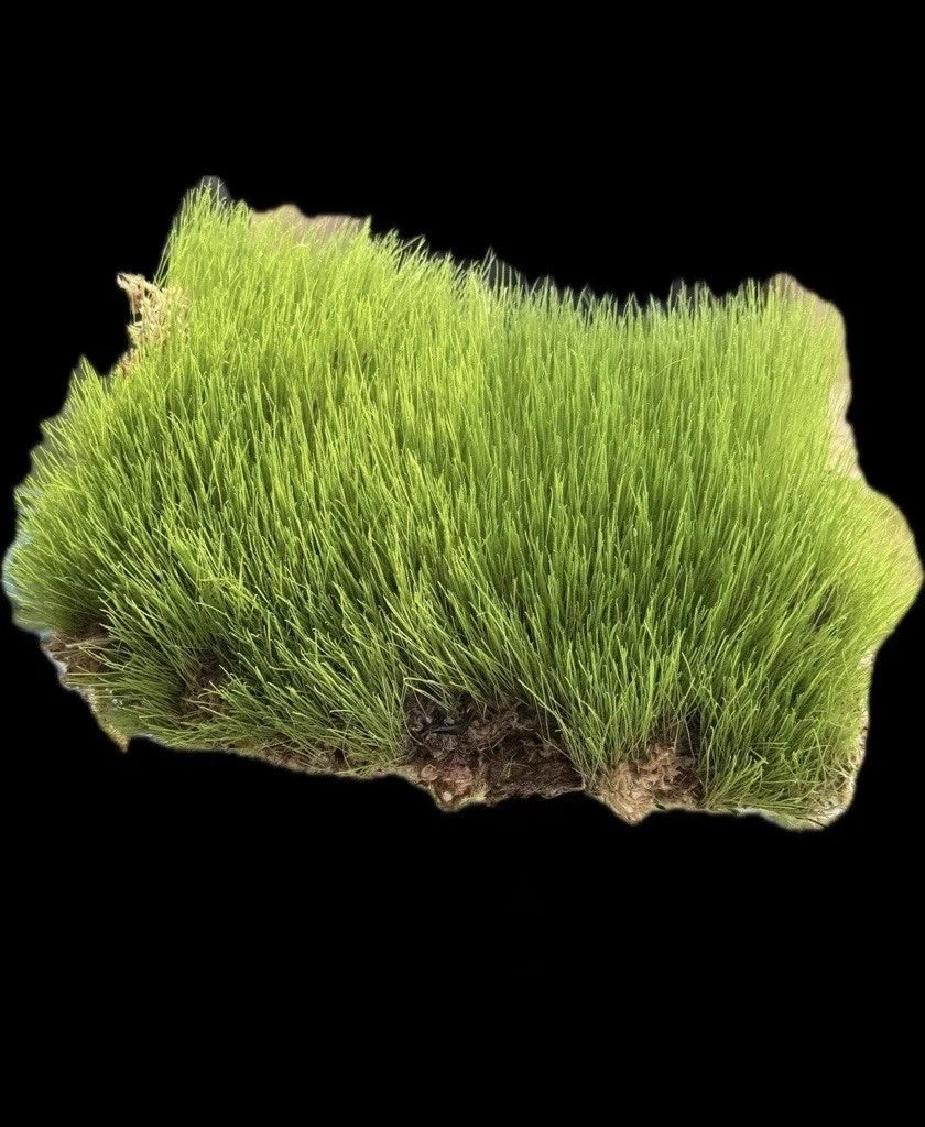 Soilless Sod Strip Grass Plugs 1'x18" Custom Blend Organic Creeping Grass (Suitable for All Climates)