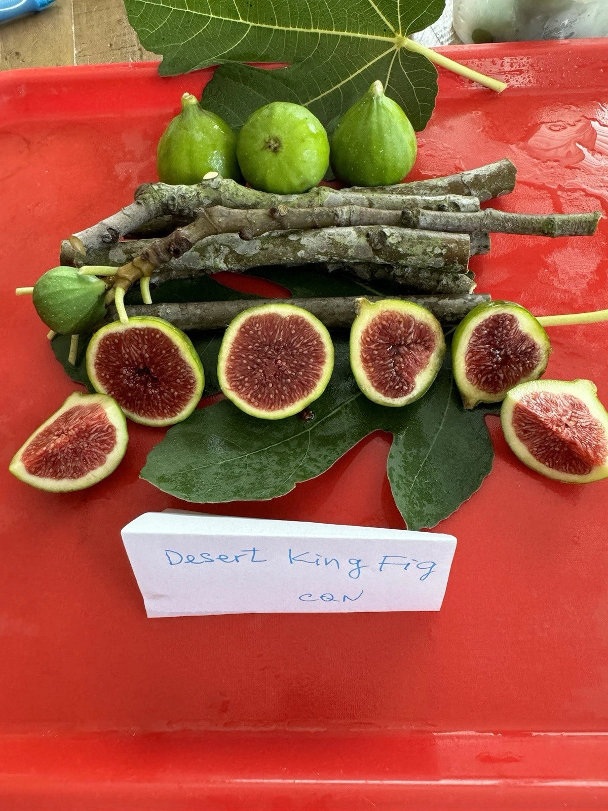 Desert King Fig Cuttings - 3 Healthy Fig Planting Cuttings - Ficus carica