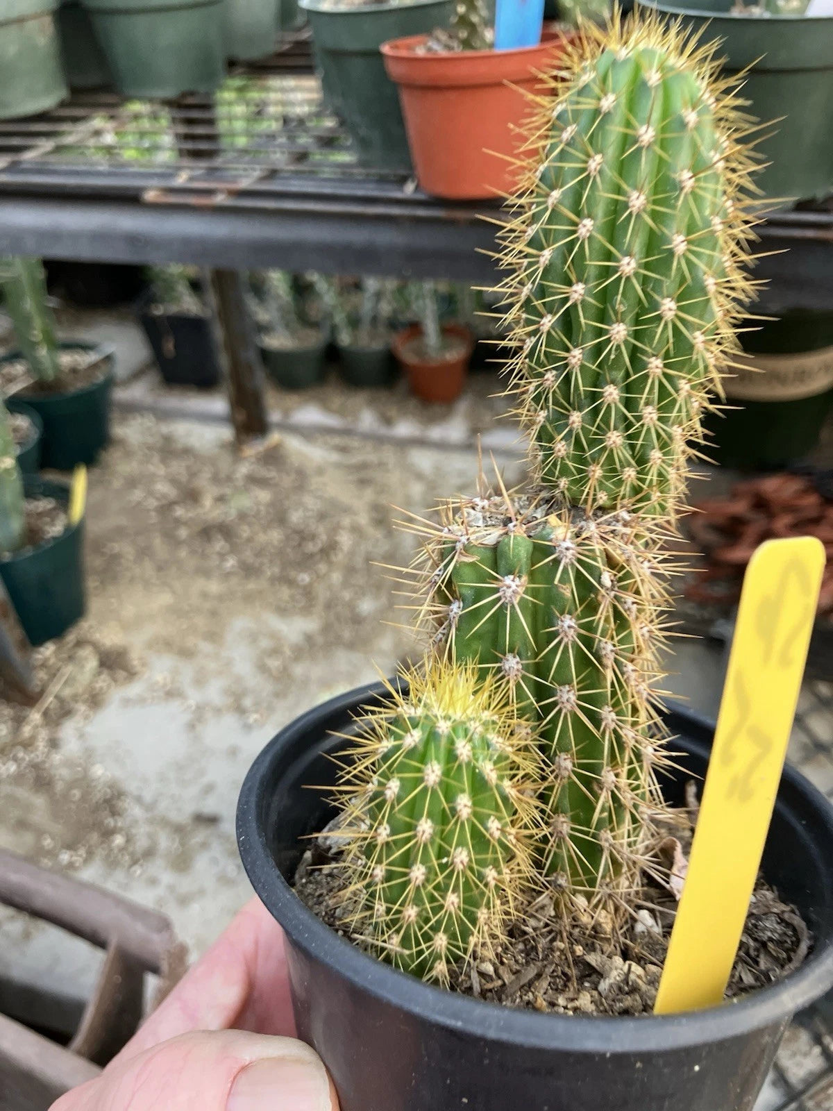 Echinopsis terscheckii Cactus 5.5” Tall - Fast Growing Clustering Plant - Bare Root - Large White Flowers - #56Y