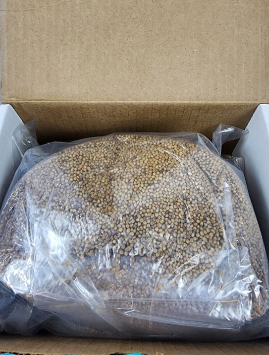 Bulk Mushroom Substrate 1-3 lb. Pasteurized Grow Bag with 0.5 Micron Dual-Filter for Optimal Mushroom Growth