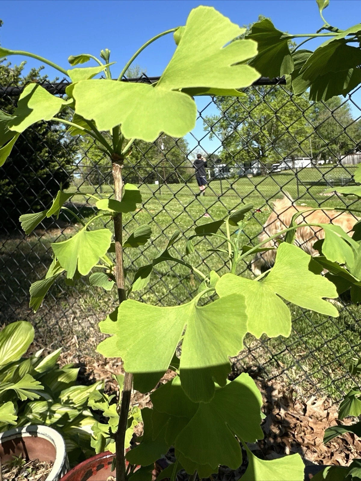 Ginkgo Tree Seedling 3-6" - Ginkgo biloba - Ancient Healing Plant for Yard, Patio, Bonsai, or Gift