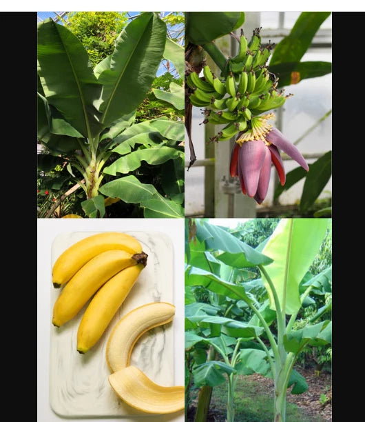 Dwarf Orinoco Banana Plant - Small Rooted Starter - Musa acuminata - Hardy Indoor/Outdoor Container Plant
