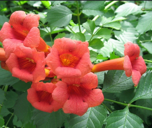18 Live Red Trumpet Vine Cuttings, Organic Hummingbird Pollinator, Campsis radicans, Perennial Climbing Plant for Garden