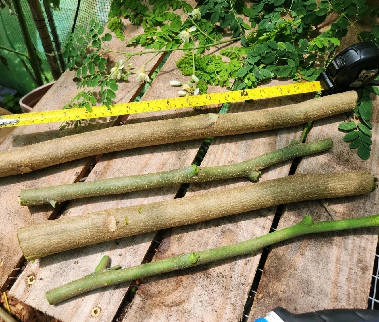 Moringa Cuttings - 5 Natural Grown Cuttings + 5 Seeds - Moringa Oleifera - Nutritional Benefits