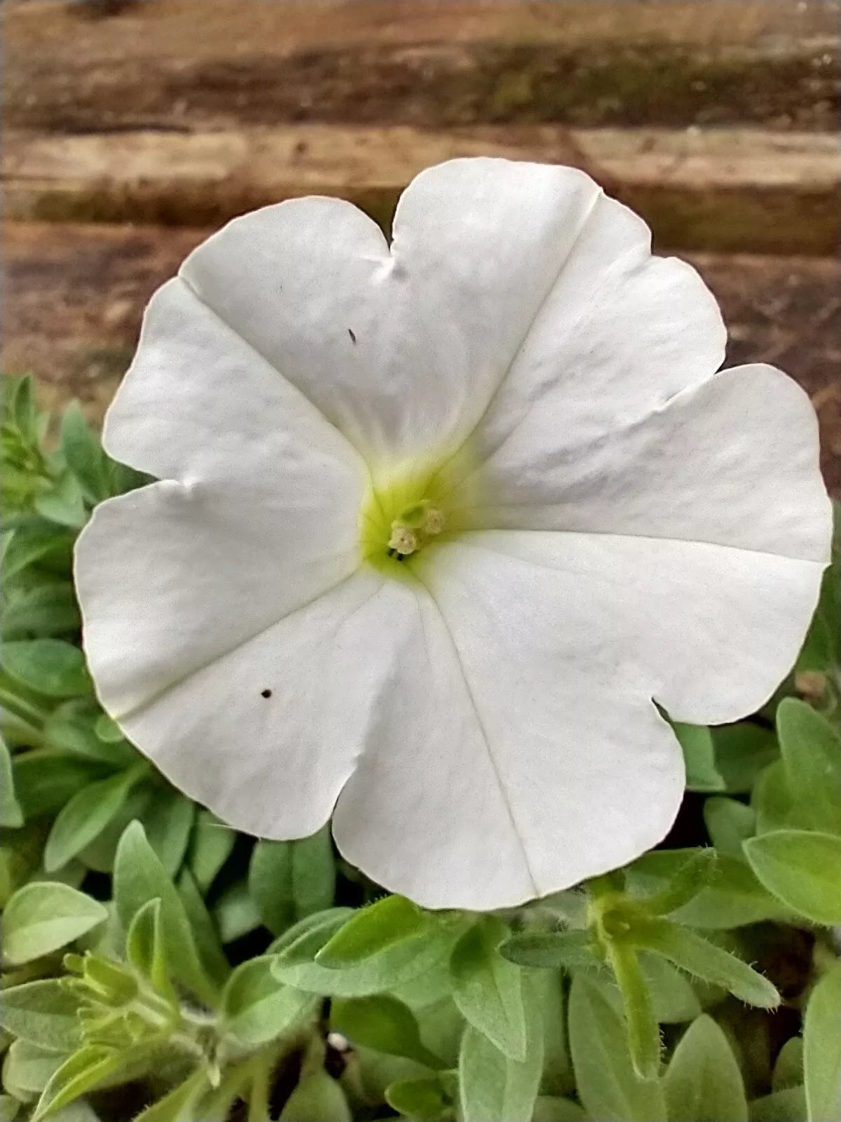 6 Plants Petunia Easy Wave 'White' Live Annual Plants/Plugs