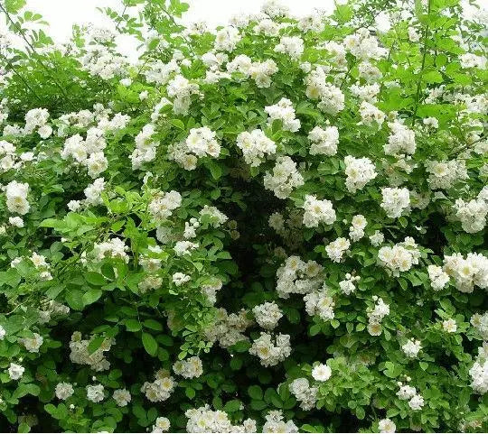 White Climbing Rose Bush 20 Seeds for Planting