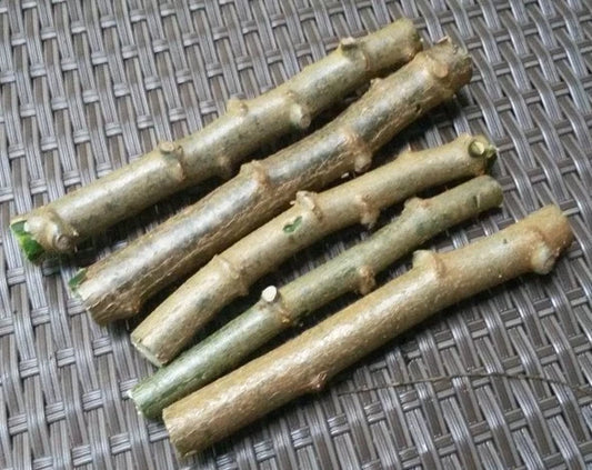 Cassava Cuttings 4 Pack Sweet Jamaica Red Organically Grown Manihot Esculenta - Edible Roots for Gardening