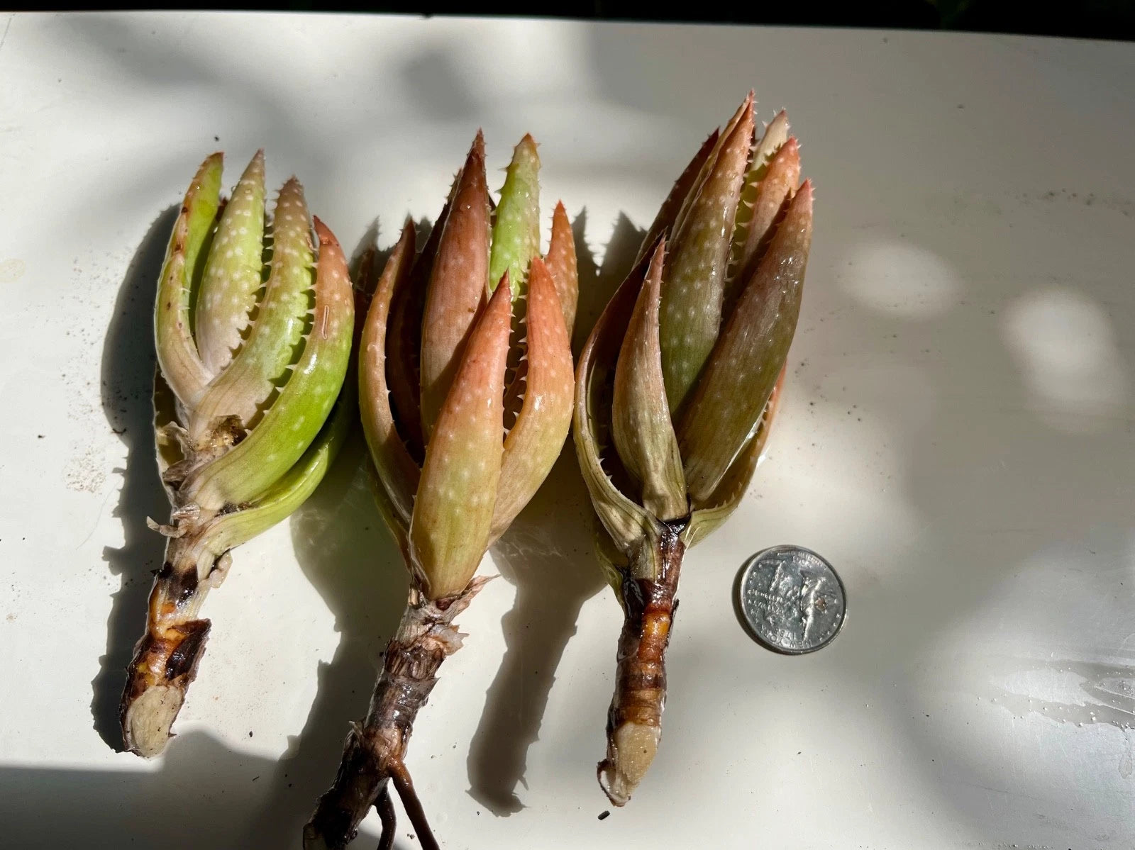 Rare Live Rooted Succulent Plant - 3 Heads Red Green Variety - Ideal for Home Decor - Perfect for Arrangements
