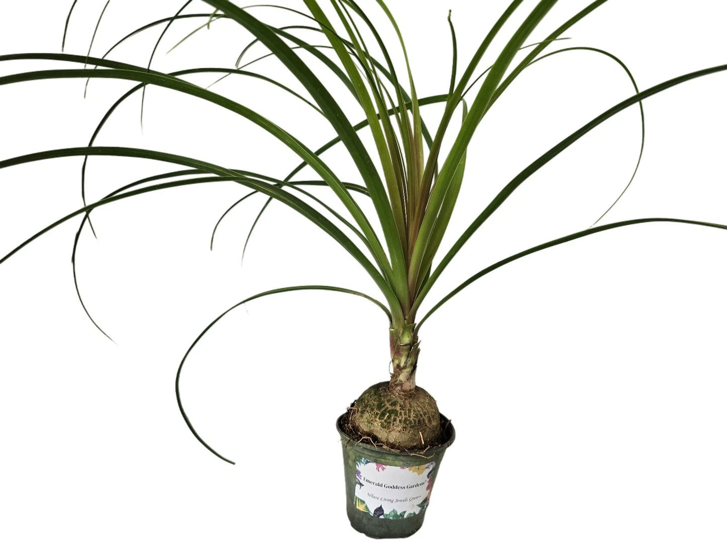 XLarge Live Ponytail Palm Plant 4 Inch Starter Beaucarnea recurvata Unique Indoor Outdoor Low Maintenance Accent Plant