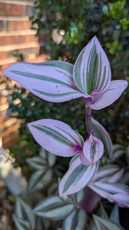 3 Unrooted Cuttings Tradescantia Nanouk - 3"-4" Cuttings - Colorful Houseplant for Home Decor - Easy Care Indoor Plant