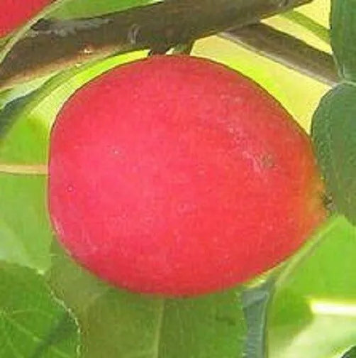 Dolgo crabapple apple tree seedling fruit very hardy edible LIVE PLANT