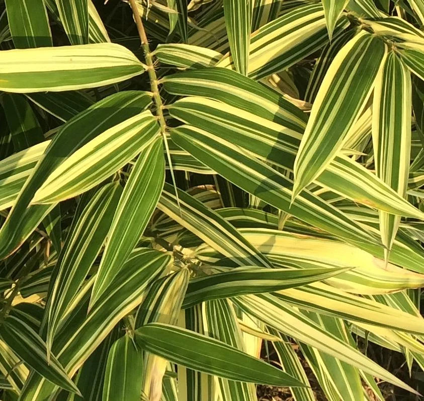 Live Shiroshima Bamboo Rhizome - Variegated Ornamental Privacy Hedge - Hibanobambusa tranquillans - Hardy in Zone 6