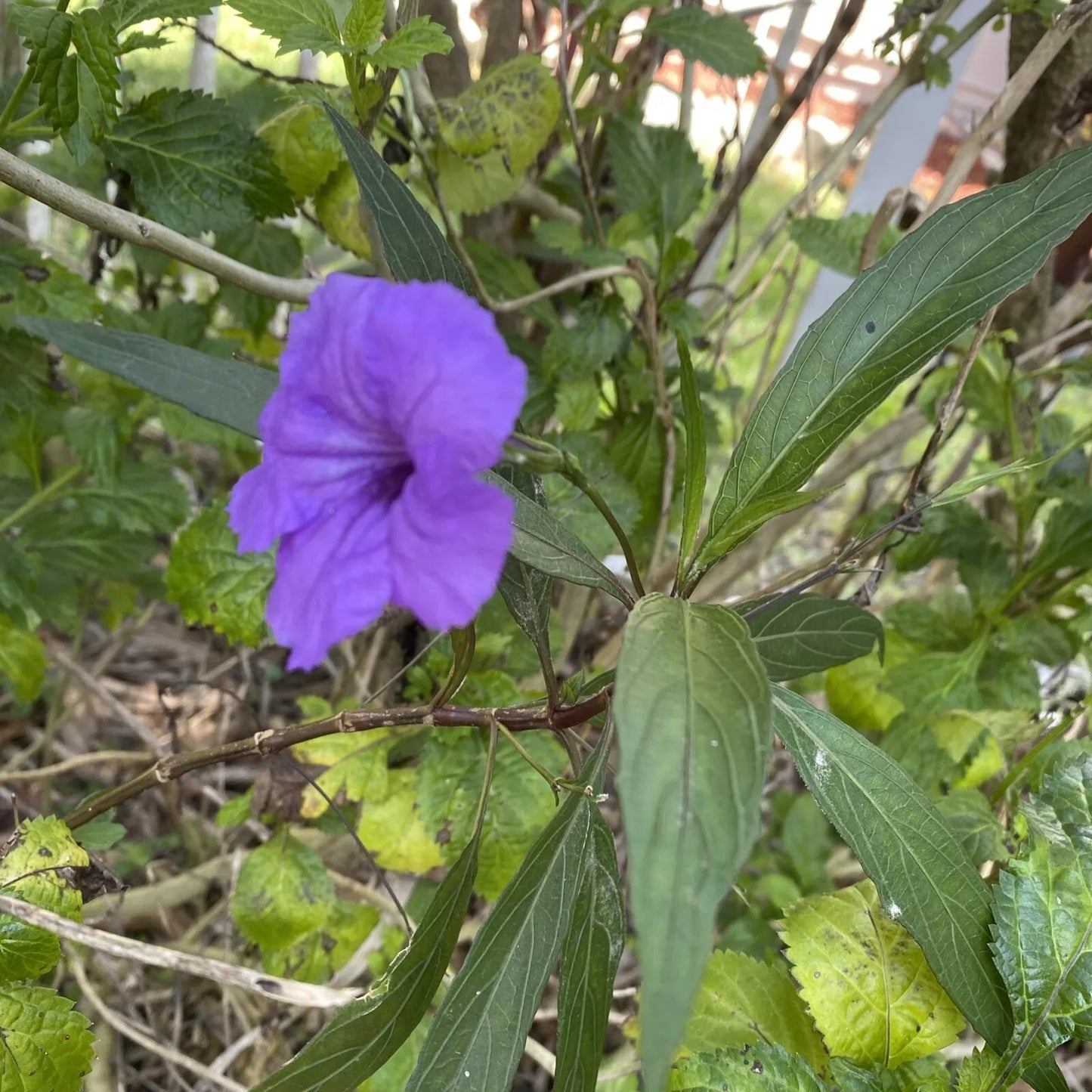 15 Unrooted Cuttings 5 inches Mexican Petunia No Pot/no Soil