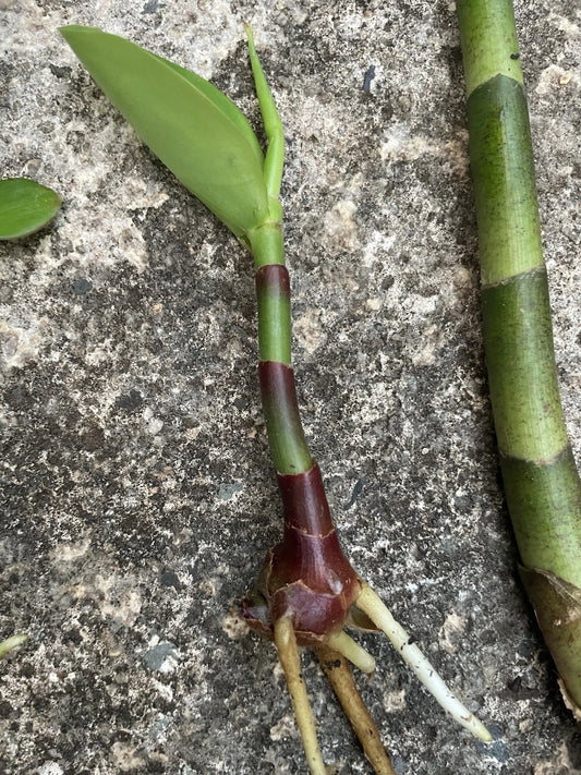 Yellow Spiral Ginger Cutting 6 inch Organic Dimerocostus strobilaceous Hawaii Grown Rooted Plant