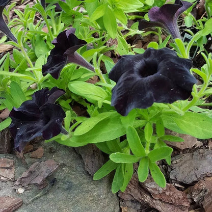 1pc Petunia "Black Magic" Potted In 2.5" Pot Fully Rooted Live Plant