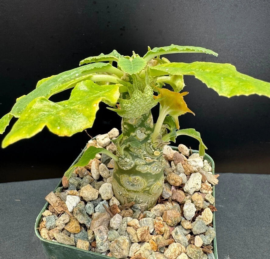 Dorstenia Hybrid Succulent - 3" Well Rooted Plant - Rare Succulent - Perfect for Collectors and Enthusiasts - Dorstenia spp.