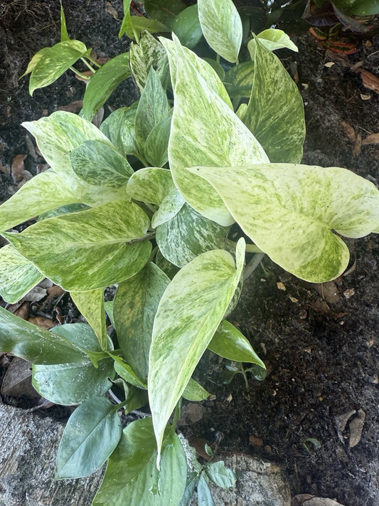 Assorted Pothos Cuttings Bundle – 5 Rooted Plants: Golden, Jade, Snow Queen, Summer Night – Easy Care Indoor Plants, Epipremnum aureum