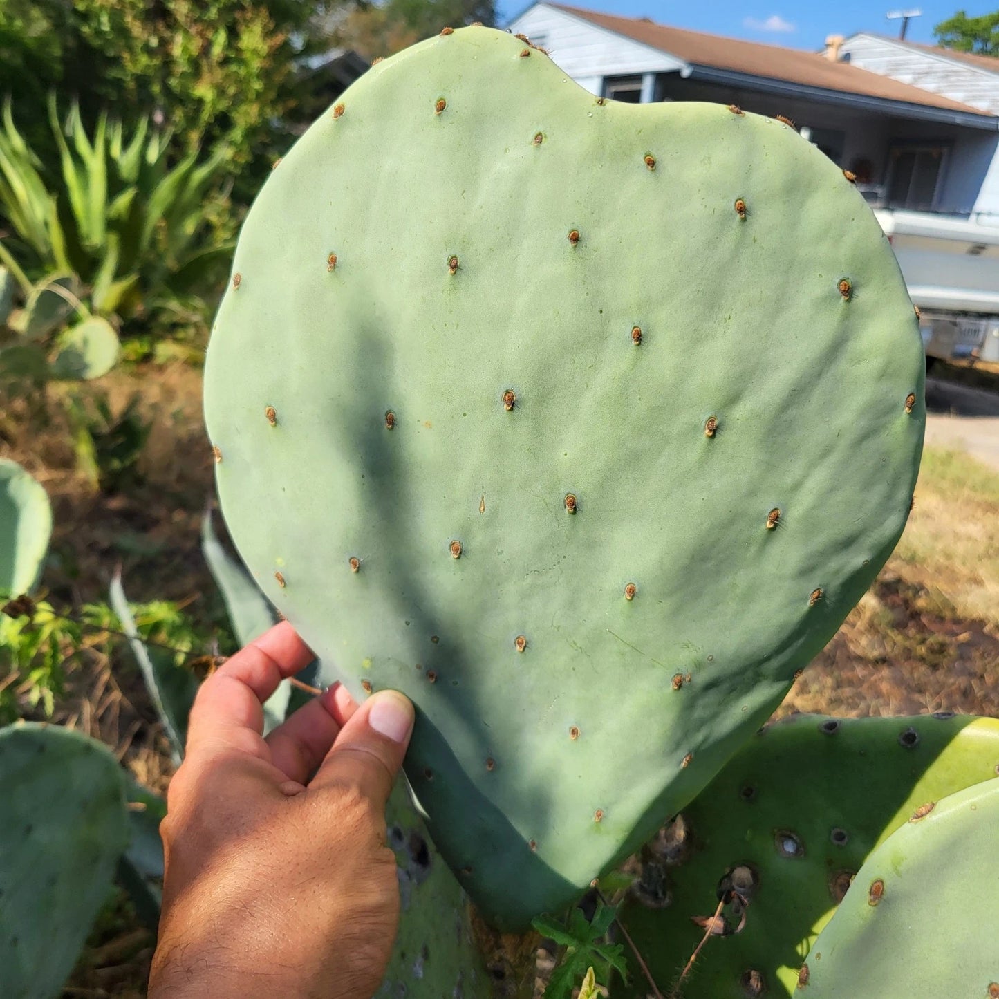 Nopal Cactus Cutting - Edible Spineless Tuna - Opuntia ficus-indica - Zone 7b - Yellow Flowers, Sweet Melon-Pear Flavor