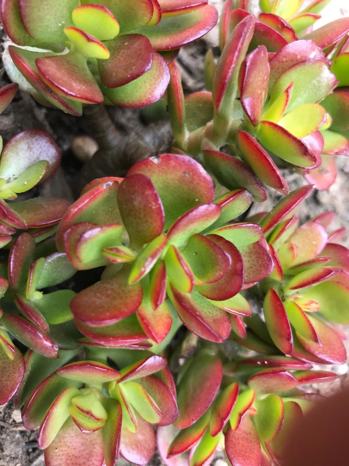 Dwarf Jade Plant Cutting 5" Crosby's Compact Crassula Ovata Succulent, Colorful Branches for Bonsai Gardening