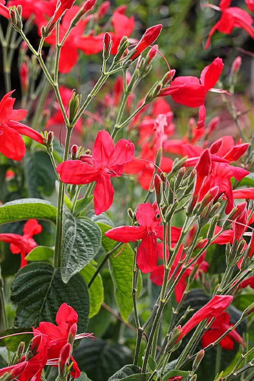 1pc Ruellia elegans Ragin Cajun RED HARDY PETUNIA Plant