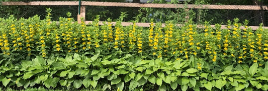 10 Bare Root Yellow Loosestrife Perennial Plants for Garden - Lythrum salicaria - Attracts Butterflies, Deer Resistant