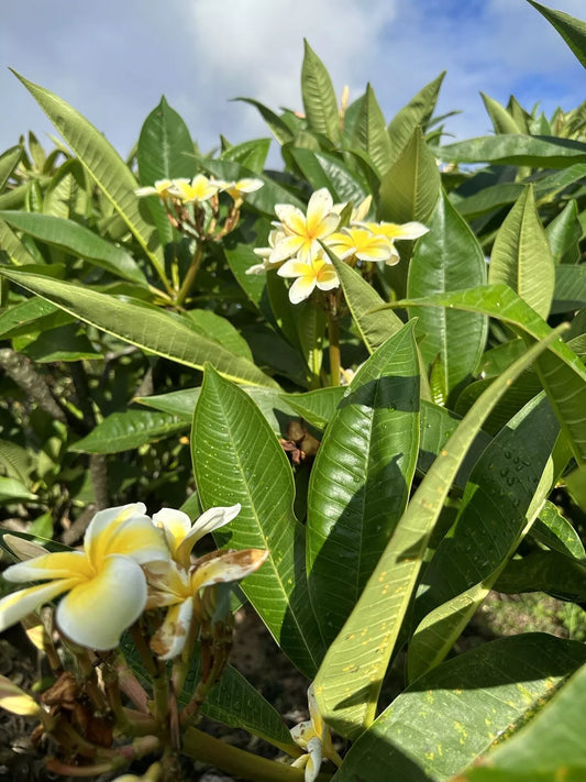 1pc Yellow Plumeria Fresh Starter Cutting Single Head 10inch Unrooted