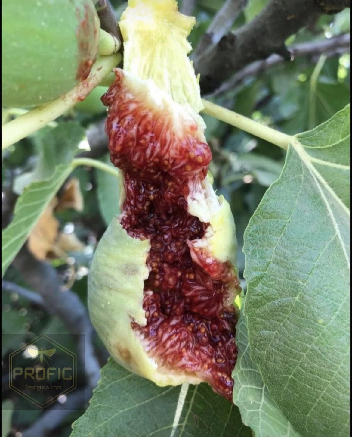 Fig Tree Cuttings - 5 Pack - White Adriatic - Ficus carica - Rich Berry Flavor - Easy to Root - Free US Shipping