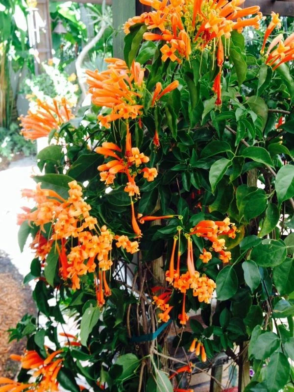 Phyrostegia Vine Starter Plant - Florida Flame Hummingbird Plant - Rooted Bare Root Plant for Gardens and Landscapes