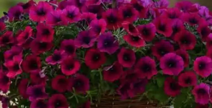 10 Plants Plug Petunia Shock Wave Deep Purple Live Annual Plant