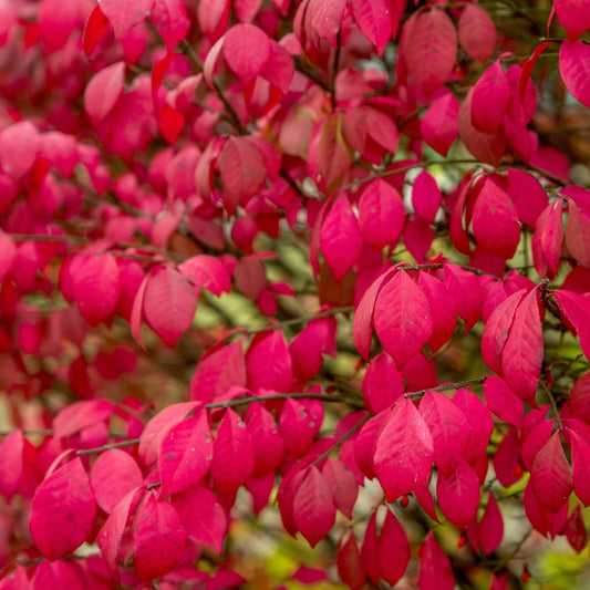 Burning Bush Live Plants - 8 Inch Bare Root - Euonymus alatus - Perfect for Landscaping and Garden Borders