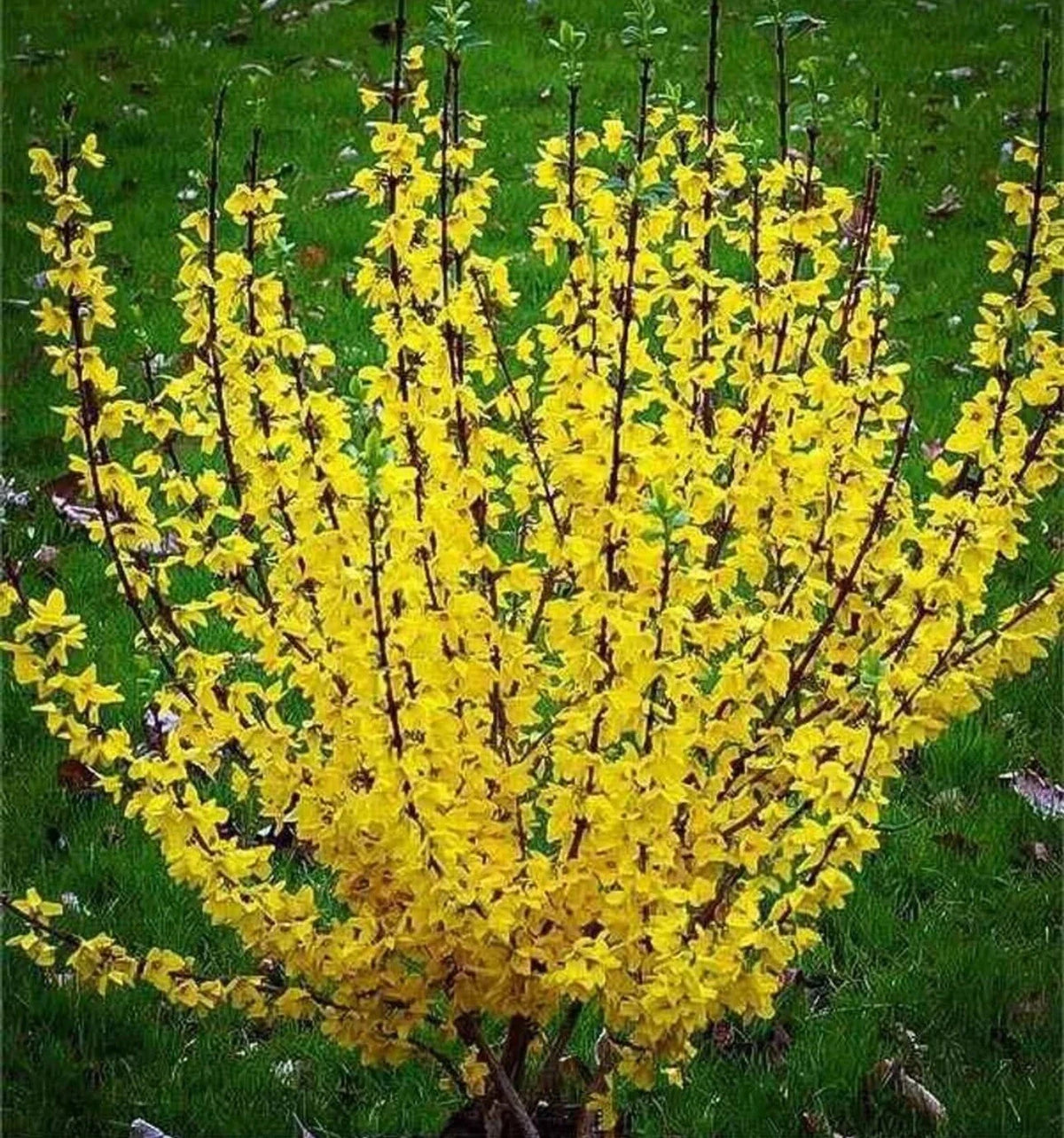 Forsythia Bush Live Plant 10-12 Inches Lynwood Gold Forsythia x intermedia Bare Root Fast-Growing Yellow Flowering Shrub